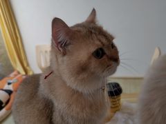 -猫在这儿猫咪咖啡馆·撸猫馆