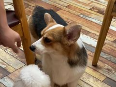 -酷豆宠物咖啡·宠物美食·撸猫馆