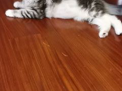 -纳吉亚猫专科动物诊疗中心(蒋宅口分院)
