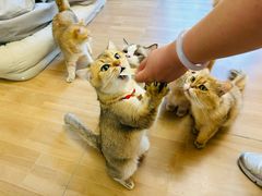 -唐小姐の私宠·宠物洗护美容·撸猫馆·购宠(周浦万达旗舰店)