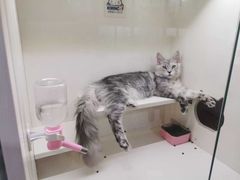 -70cat德文卷毛猫·缅因猫纯种猫舍