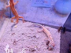 -山东柏宁水族批发广场