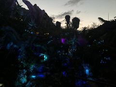 -奥兰多迪士尼动物王国乐园