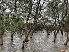 -宝安西湾红树林湿地公园