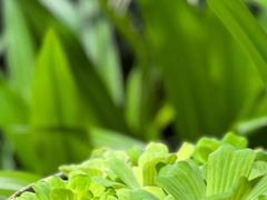 -四季酒店下午茶