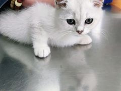 -小叮当动物医院·骨科·眼科