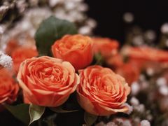 -循礼门鲜花花市(武汉循礼门店)