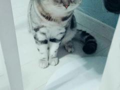 -喵的天空名猫咖啡馆·撸猫·猫舍·用品