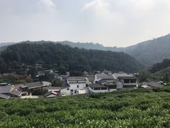 -龙井村