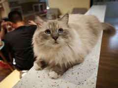 -滚猫咖啡·猫咖·猫友好撸猫(未来城店)