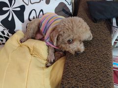 -芭比堂动物医院·犬猫全科·异宠专科(雁塔分院)