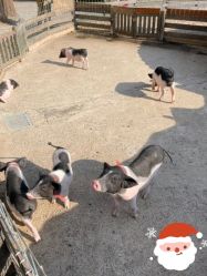 点击看大图 -前小桔亲子创意农场·草莓采摘·露营烧烤