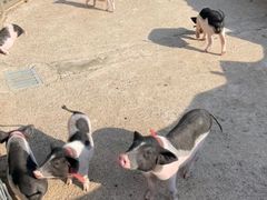 -前小桔亲子创意农场·草莓采摘·露营烧烤