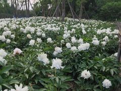 -桤木河湿地公园