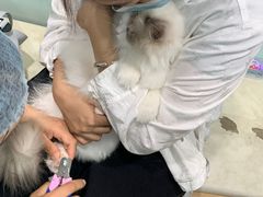 -宠福鑫康馨动物医院·骨科·眼科