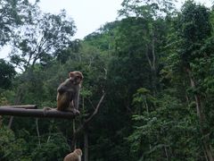 -西双版纳原始森林公园