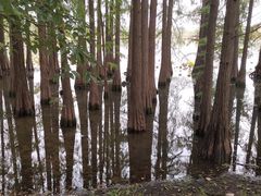 -东湖落雁景区