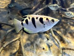 -上海海洋水族馆