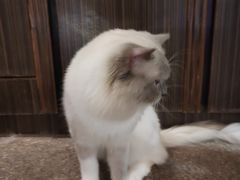 -more than meow吴止猫主题餐厅(承德 中船汇店)