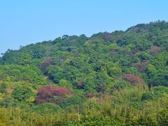 -东莞市大岭山森林公园