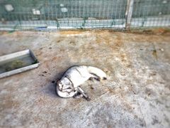 景点-上海长兴岛郊野公园