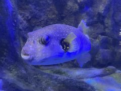 -太平洋海底世界