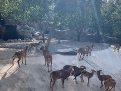 -北京野生动物园