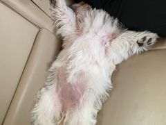 -翊宠yipet猫狗购宠庄园犬舍•猫舍