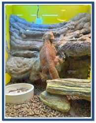 -神奇动物撸宠馆·羊驼·小浣熊·异宠(豫园店)