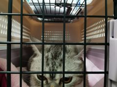 -北京观赏动物医院·24小时大型综合·猫专科·异宠专科