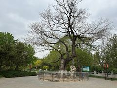 -大望京公园