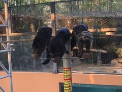 -清迈夜间动物园