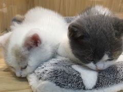 -屋虎猫馆(宝安大仟里店)