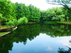 -上海共青森林公园