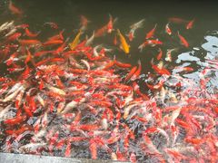 锦鲤-阳春市花园酒店