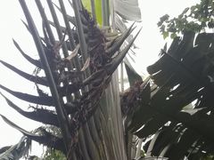 -呀诺达热带雨林