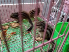 -青石桥花鸟鱼虫市场(叠翠城店)