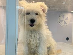 -翊宠yipet猫狗购宠庄园犬舍•猫舍