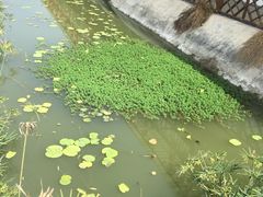 -成都美盈都市现代农业示范园