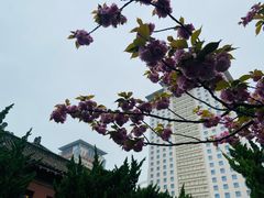 -南京钟山宾馆(江苏省会议中心)
