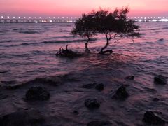 -宝安西湾红树林湿地公园