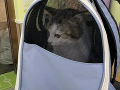 -瑞鹏宠物医院·宠保定点·心脏科·内科(御桥分院)