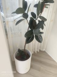 -HEYAN荷妍专业脱毛连锁机构