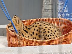 -北京野生动物园