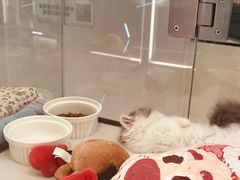 -babydoll猫舍·米努特·德文·缅因(久光中心店)