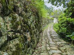 -雁南飞茶田景区
