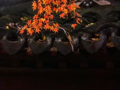 -秋霞圃