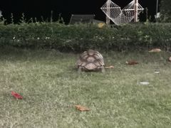 -乔木提恩海滩