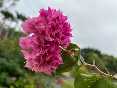 -莲花山公园