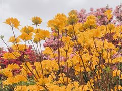 -深圳仙湖植物园